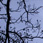 Invierno parisino